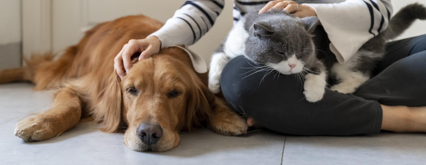 a cat and a dog lying on the floor